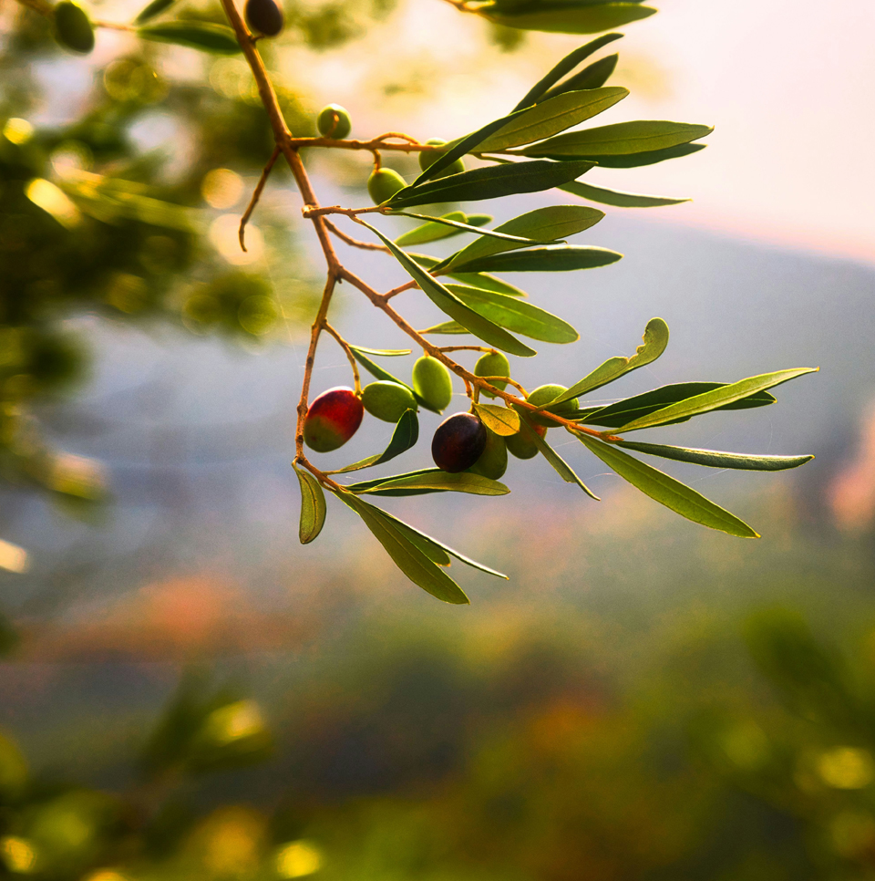 Erfa Arsa, Villanı Al ve Yaşa Sistemi